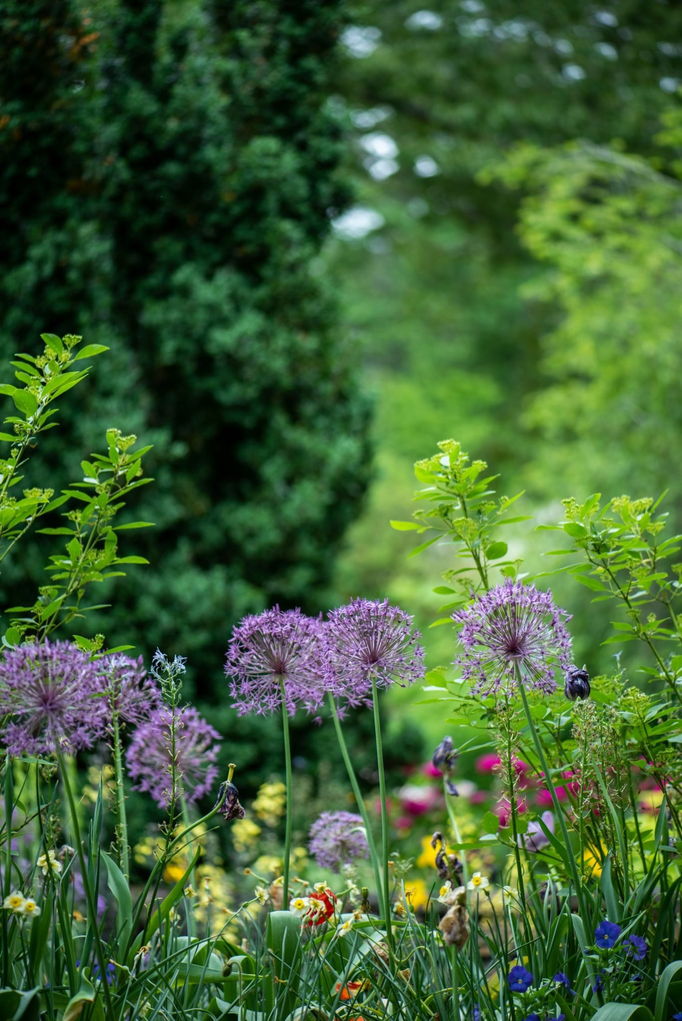 Nahaufnahme gepflegter Blüten und Pflanzen