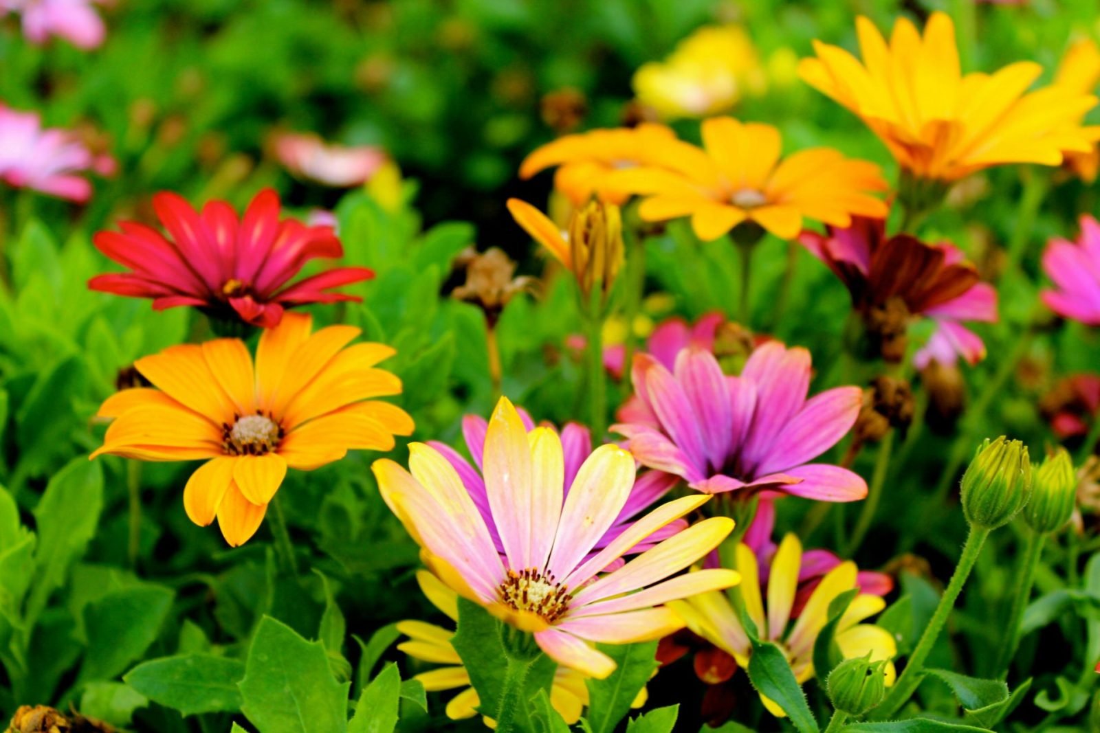 Naturnahe, farbenreiche Gartenbepflanzung